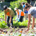 The Vital Role of Volunteers in Community Gardening Initiatives