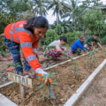 Harnessing Community Gardens for Effective Disaster Preparedness and Response