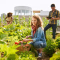 Harnessing Community Gardens for Job Creation and Economic Development