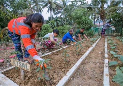 Harnessing Community Gardens for Effective Disaster Preparedness and Response